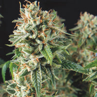 Super OG Kush Fast
