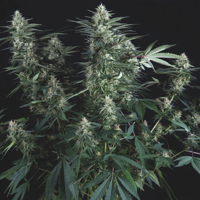 Super Og kush Regular