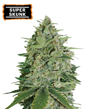 Super Skunk Semi di cannabis femminizzati