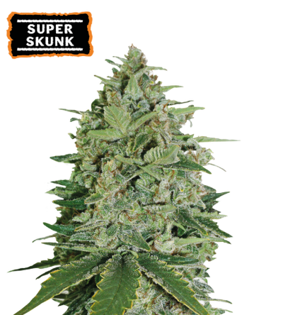 Super Skunk Semi di cannabis femminizzati