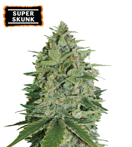 Super Skunk Semi di cannabis femminizzati