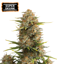 Super Skunk Semi di cannabis autofiorenti