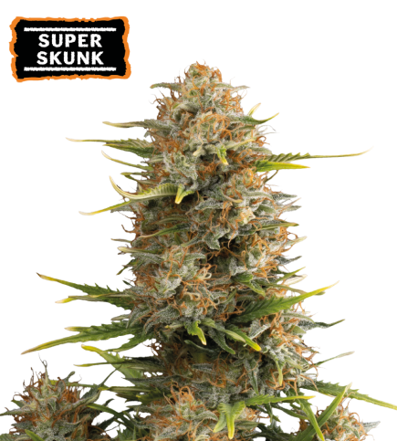 Super Skunk Semi di cannabis autofiorenti