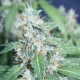 SUPER WATERMELON AUTO