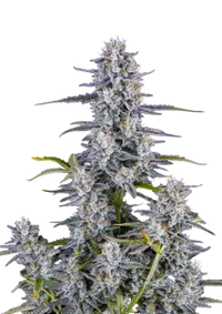 Super Boof Auto