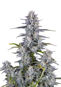 Super Boof Auto