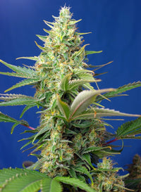 Sweet Pure Auto CBD®