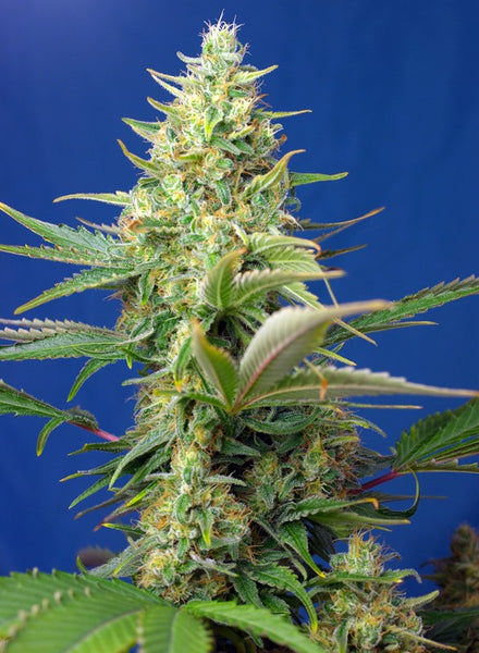 Sweet Pure Auto CBD®