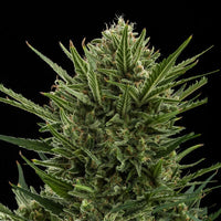 Sweet Skunk Auto