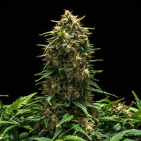 Sweet Skunk Auto