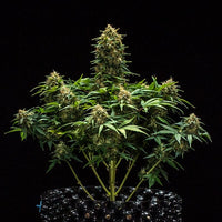 Sweet Skunk Auto