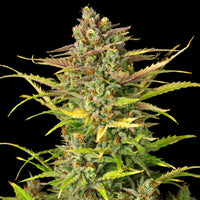 Sweet ZZ Auto