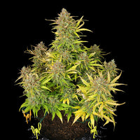 Sweet ZZ Auto