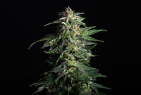 Swiss Dream Auto Cbd