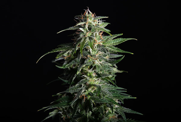 Swiss Dream Auto Cbd