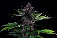 Swiss Dream Rosé Auto Cbd