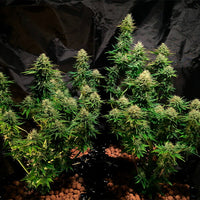 Tatanka Pure CBD