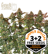 Terp & Tonic© Semi di cannabis autofiorenti