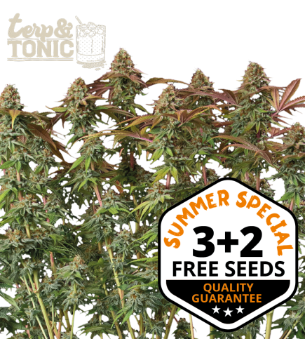Terp & Tonic© Semi di cannabis autofiorenti