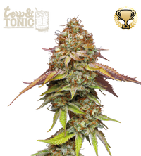 Terp & Tonic© Semi di cannabis femminizzati