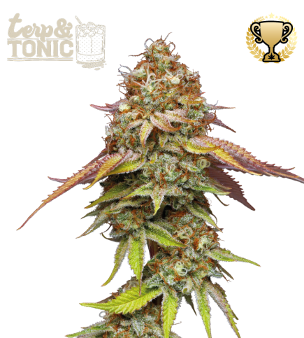 Terp & Tonic© Semi di cannabis femminizzati