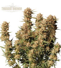 Thunder Banana© Semi di cannabis autofiorenti