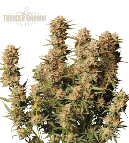 Thunder Banana© Semi di cannabis autofiorenti