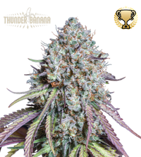 Thunder Banana© Semi di cannabis femminizzati