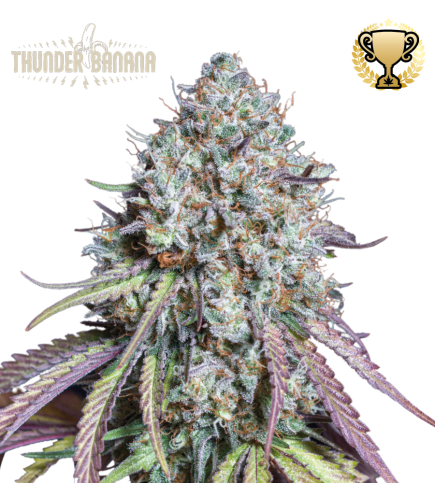 Thunder Banana© Semi di cannabis femminizzati