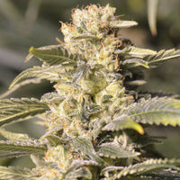 TNT KUSH CBD