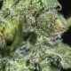TNT KUSH CBD