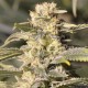 TNT KUSH CBD