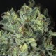TNT KUSH CBD
