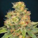 TNT KUSH CBD