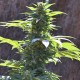 TNT KUSH CBD