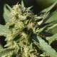TNT KUSH CBD