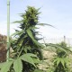 TNT KUSH CBD