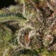 TNT KUSH