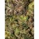 TNT KUSH