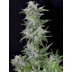 TNT KUSH