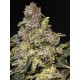 TNT KUSH