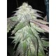 TNT KUSH