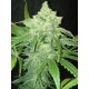 TNT KUSH