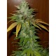TNT KUSH