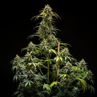 Triple G Auto