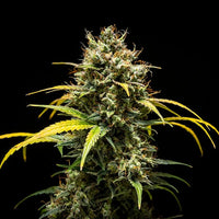 Triple G Auto