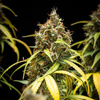 Triple G Auto