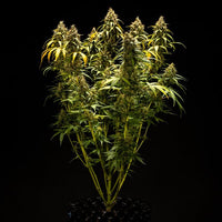 Triple G Auto