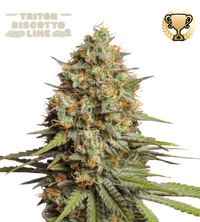 Triton Biscotto Lime© Semi di cannabis autofiorenti
