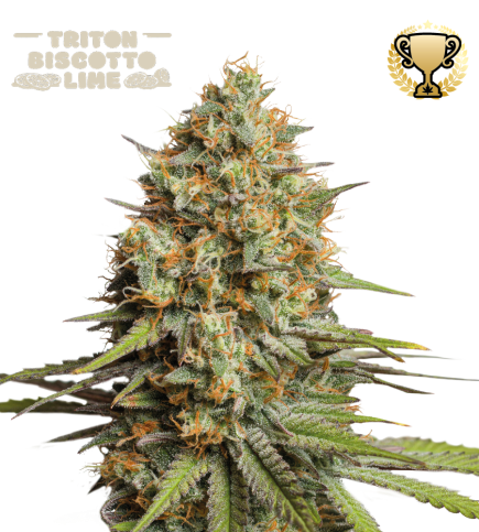Triton Biscotto Lime© Semi di cannabis autofiorenti